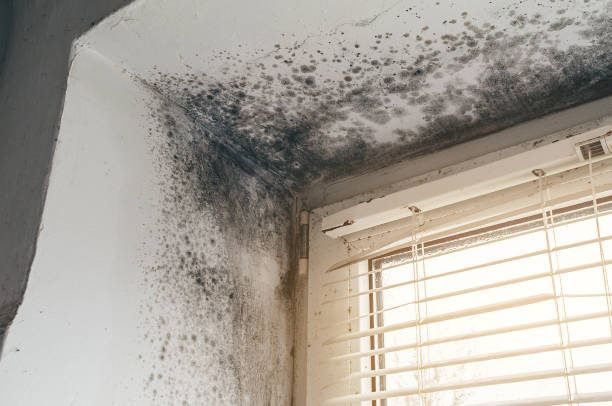 Affordable Mold Cleanup solutions in Forest Hill, MD