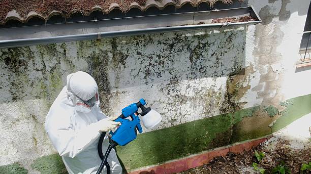 Trusted Attic Mold Removal service in Forest Hill, MD - Cheap Mold Removal
